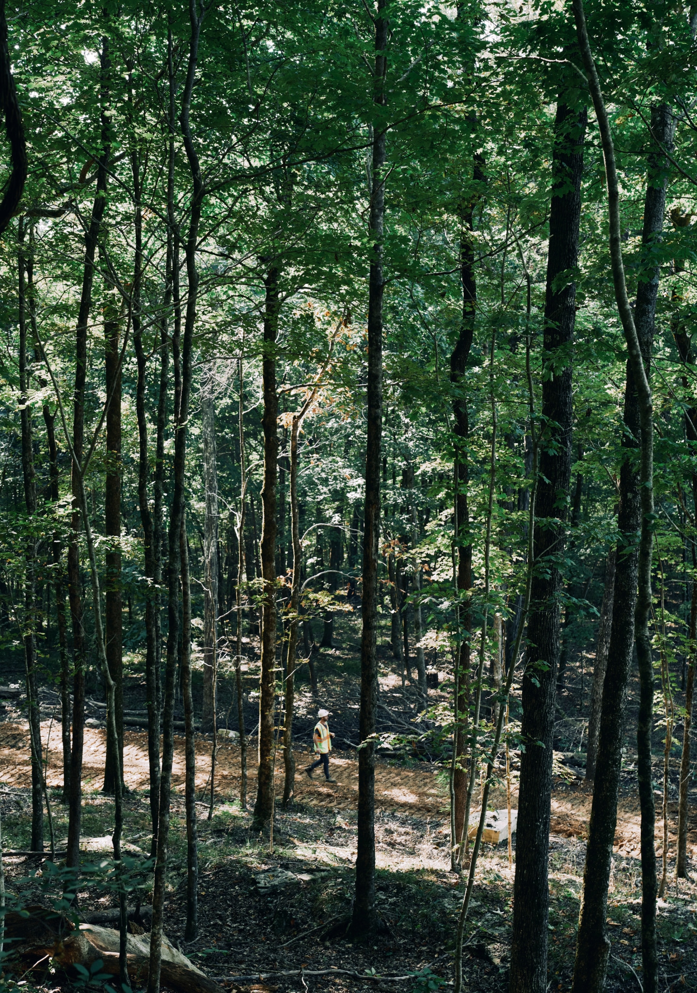 Clarity_App_Hardwoods_3084 1